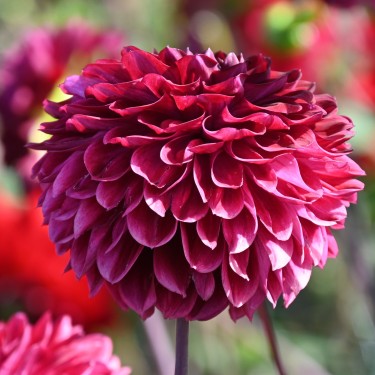 Dahlia 'Buran' -BIO-