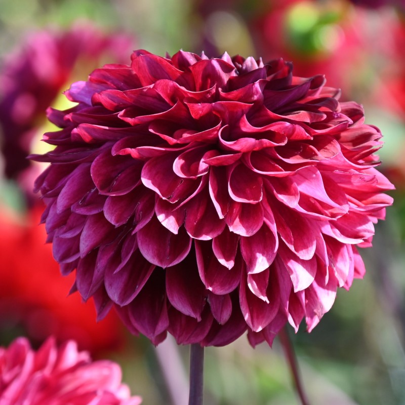 Dahlia 'Buran' -BIO-