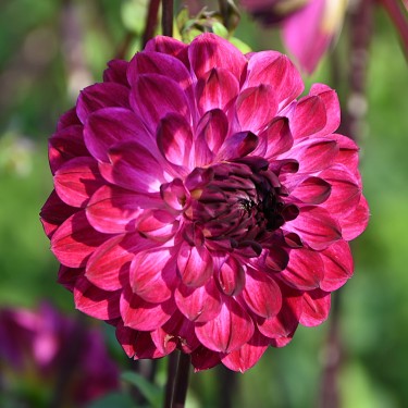 Dahlia 'Buran' -BIO-