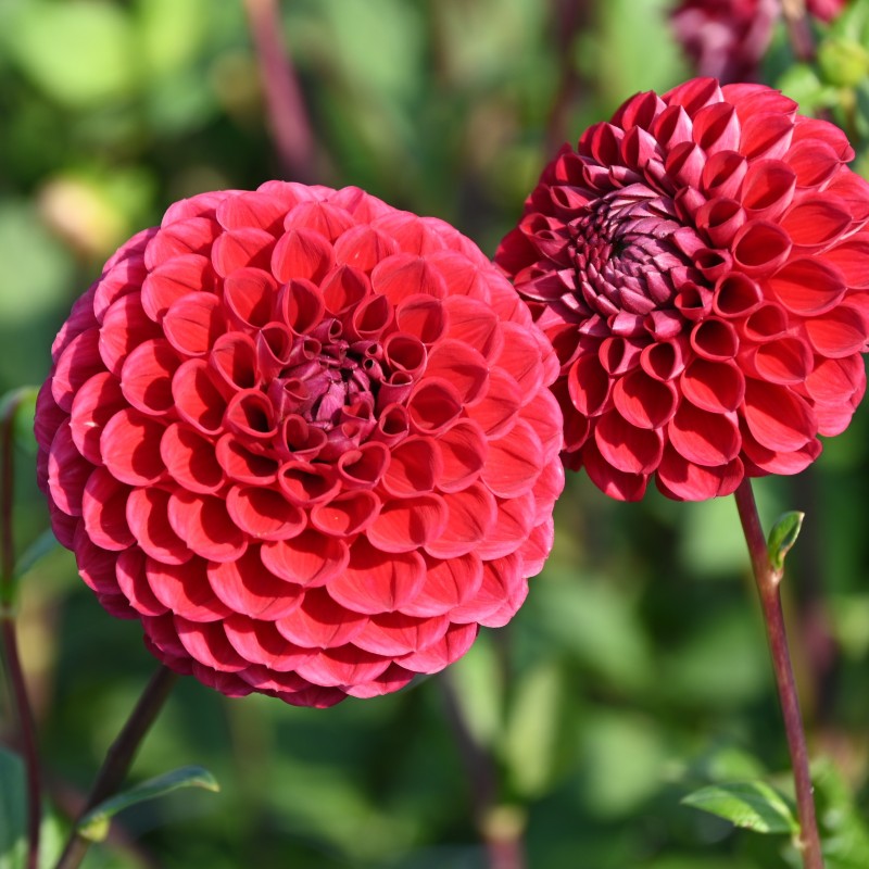 Dahlia 'Cornel' BIO