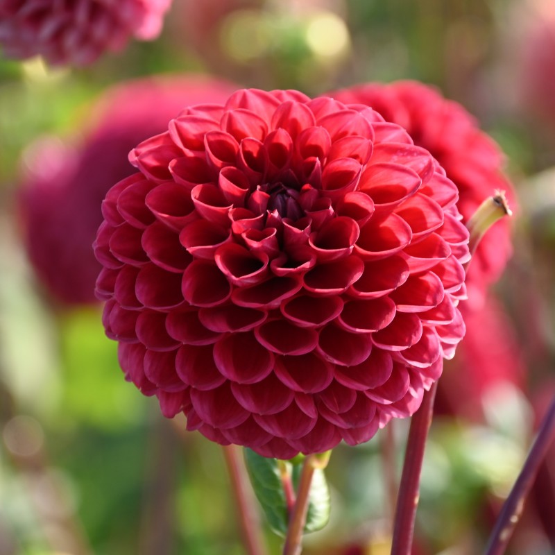 Dahlia 'Cornel' BIO