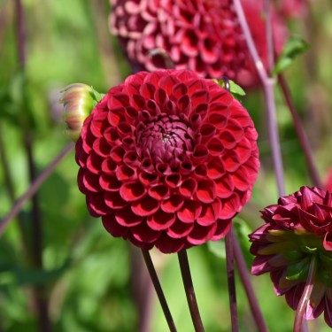 Dahlia 'Cornel' BIO