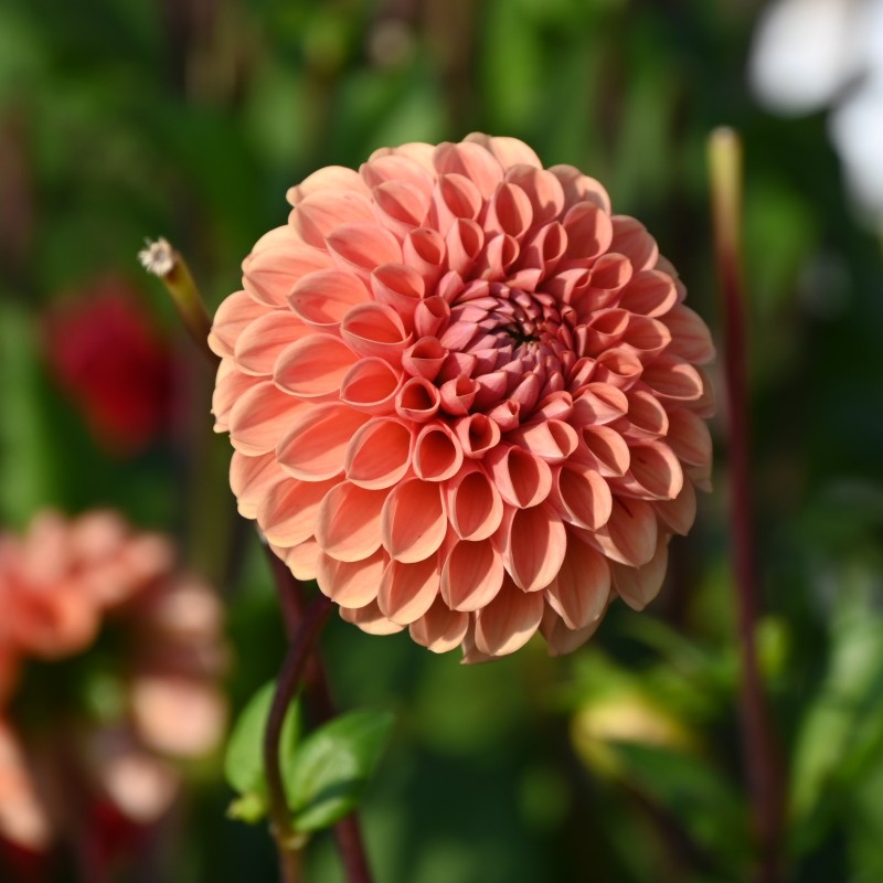 Dahlia 'Cornel Brons' BIO