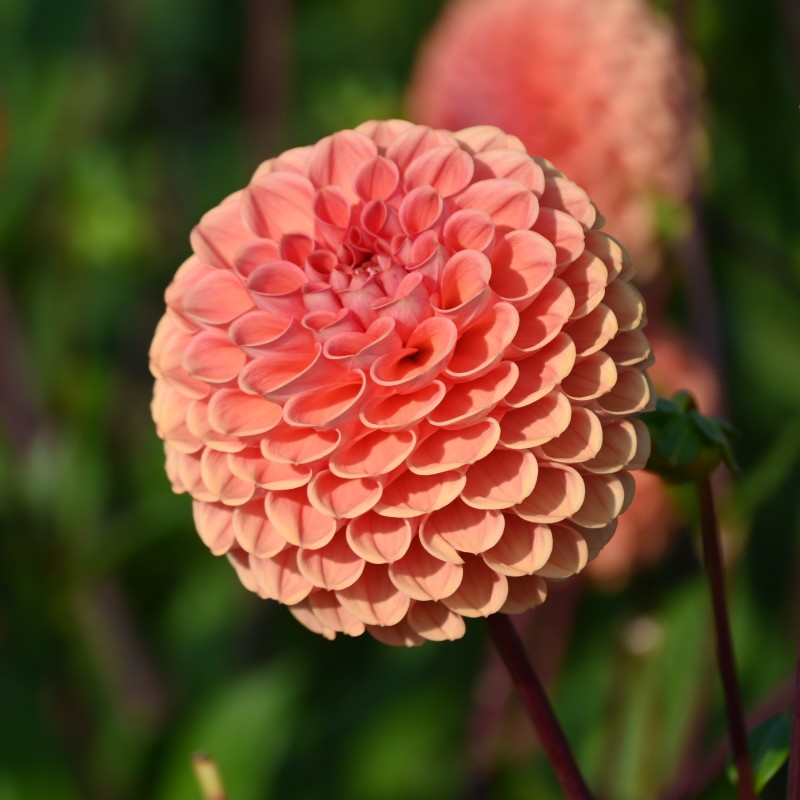 Dahlia 'Cornel Brons' BIO