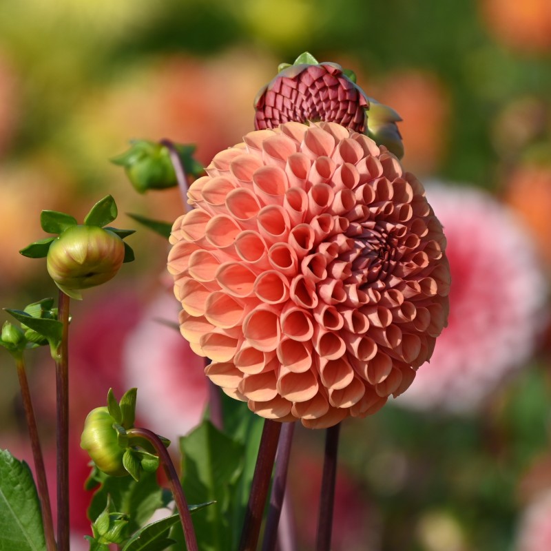 Dahlia 'Cornel Brons' BIO