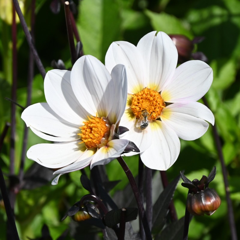 Dahlia 'Dahlegria White' ®