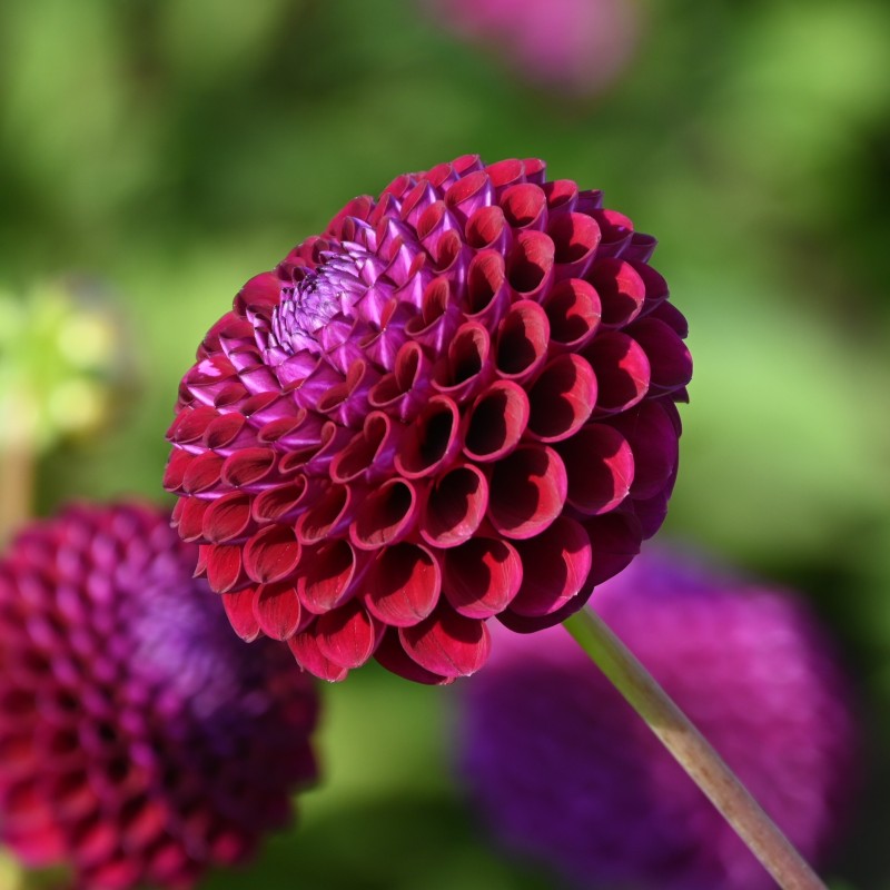 Dahlia 'Downham Royal'