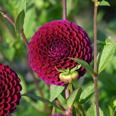 Dahlia 'Downham Royal'