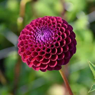 Dahlia 'Downham Royal'
