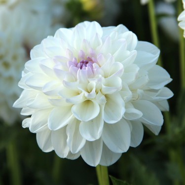 Dahlia 'Eveline' BIO
