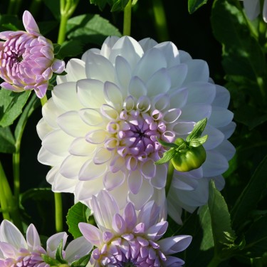 Dahlia 'Eveline' BIO