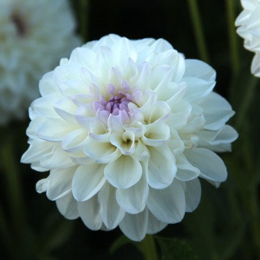 Dahlia 'Eveline' BIO