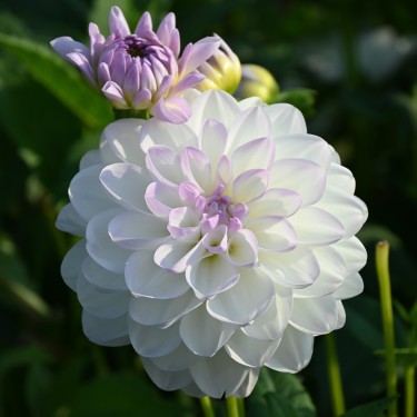 Dahlia 'Eveline' BIO
