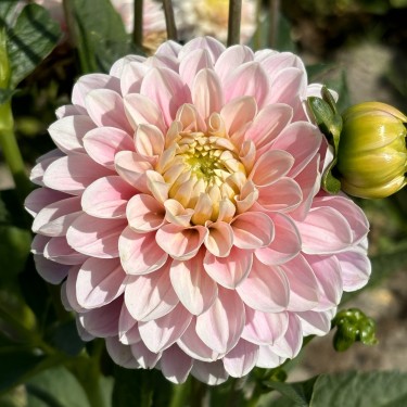 Dahlia 'Faye' BIO