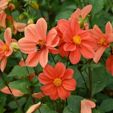 Dahlia 'G.F. Hemerik'