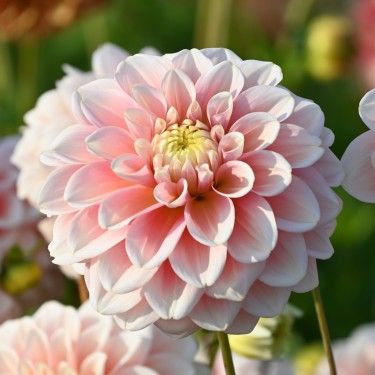 Dahlia 'Giovanna' BIO