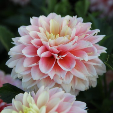 Dahlia 'Giovanna' BIO