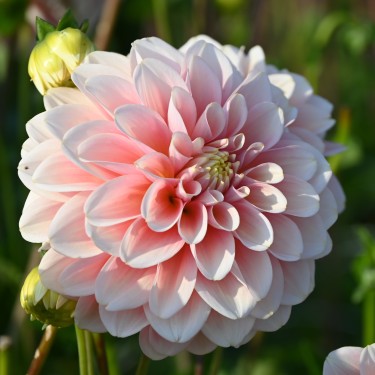 Dahlia 'Giovanna' BIO