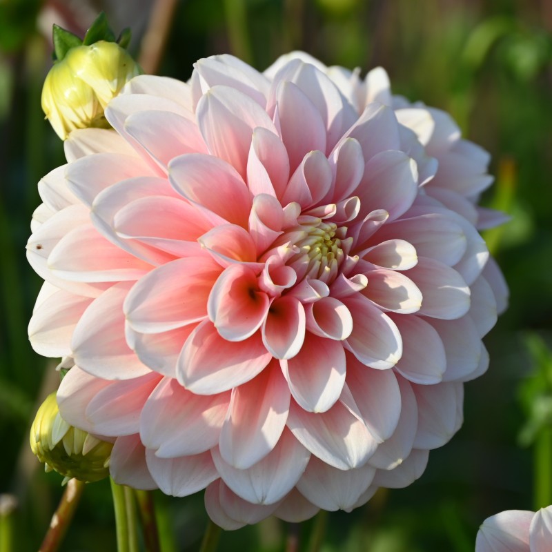 Dahlia 'Giovanna' BIO
