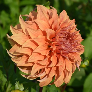 Dahlia 'Great Hercules'