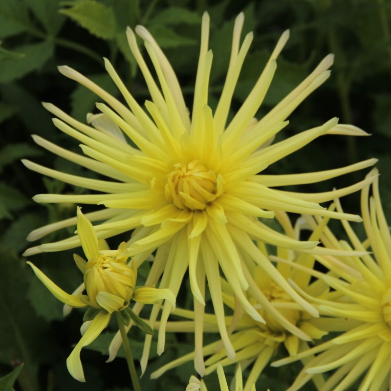 Dahlia 'Gryson's Yellow Spider'