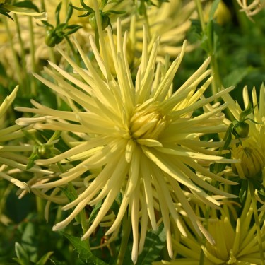 Dahlia 'Gryson's Yellow Spider'