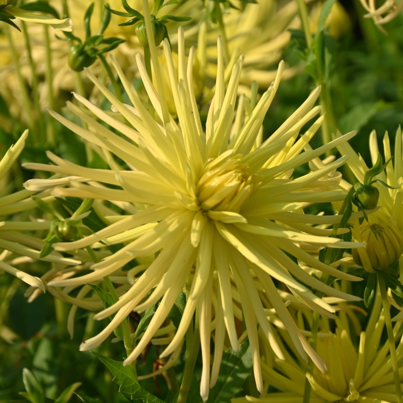 Dahlia 'Gryson's Yellow Spider'