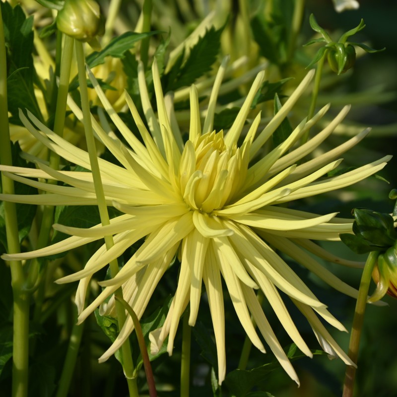 Dahlia 'Gryson's Yellow Spider'
