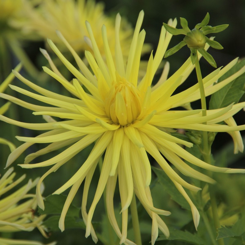 Dahlia 'Gryson's Yellow Spider'