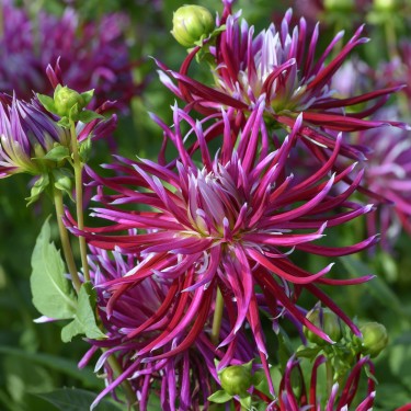 Dahlia 'Hollyhill Spiderwoman'