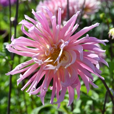 Dahlia 'Hollyhill Cotton Candy'