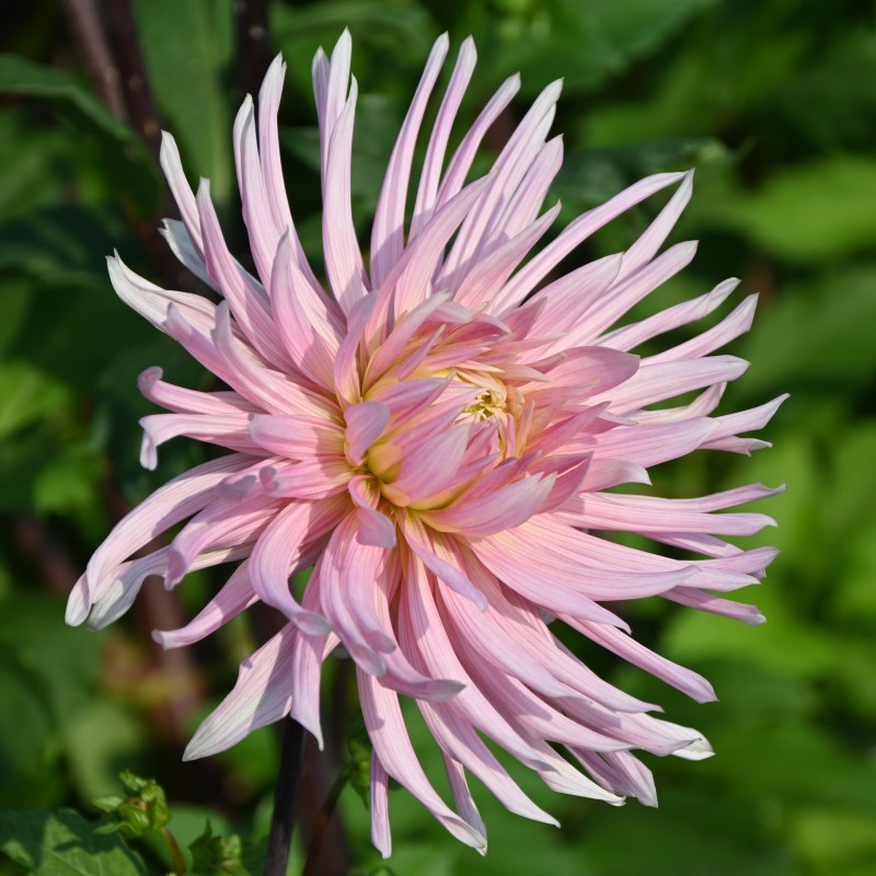 Dahlia 'Hollyhill Cotton Candy'