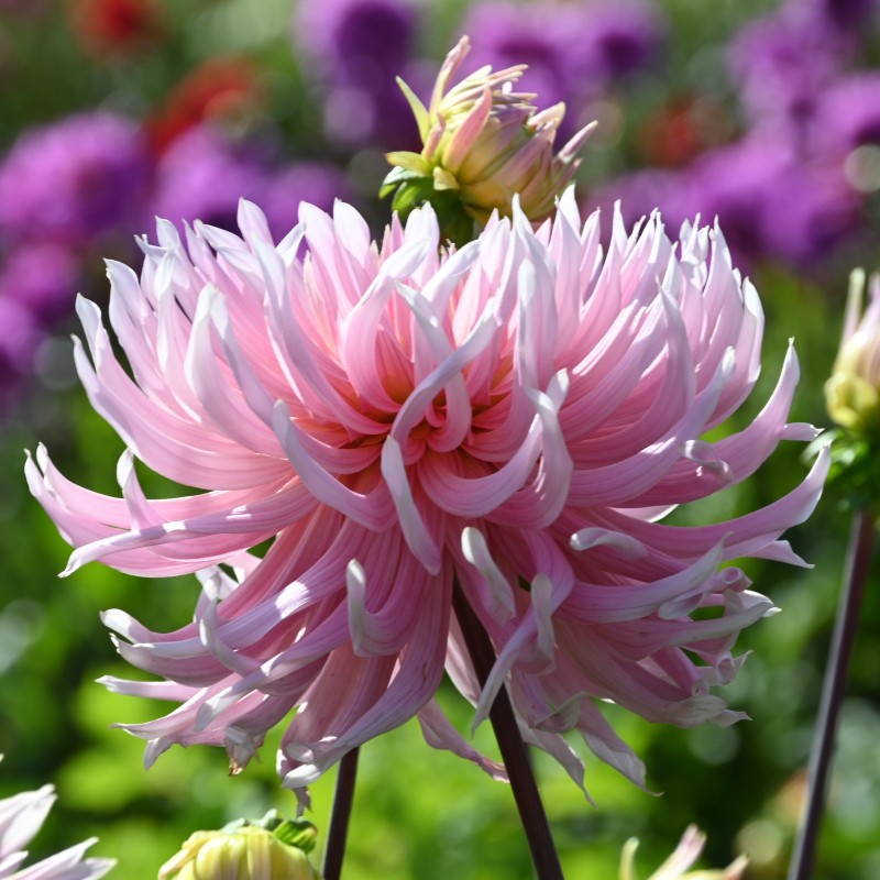 Dahlia 'Hollyhill Cotton Candy'