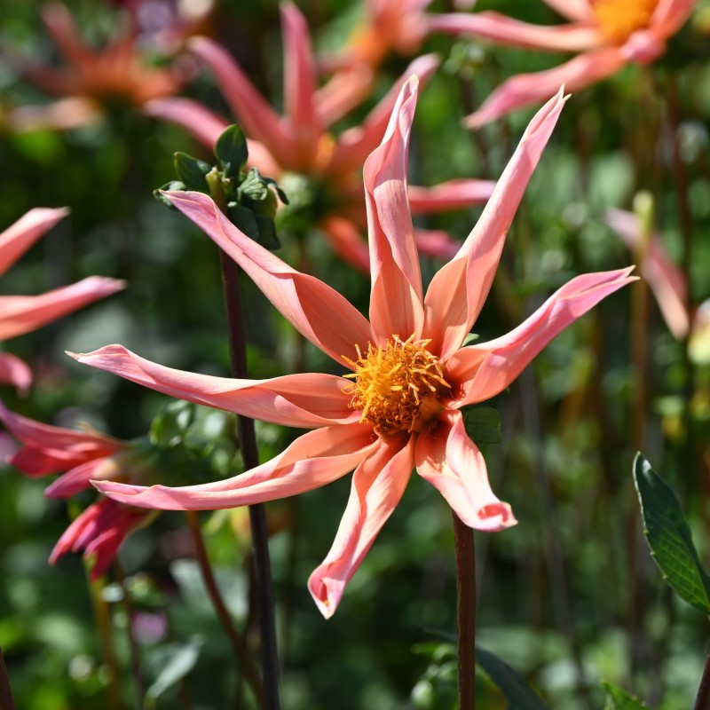 Dahlia 'Honka Orange'