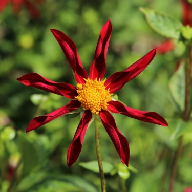 Dahlia 'Honka Rood'