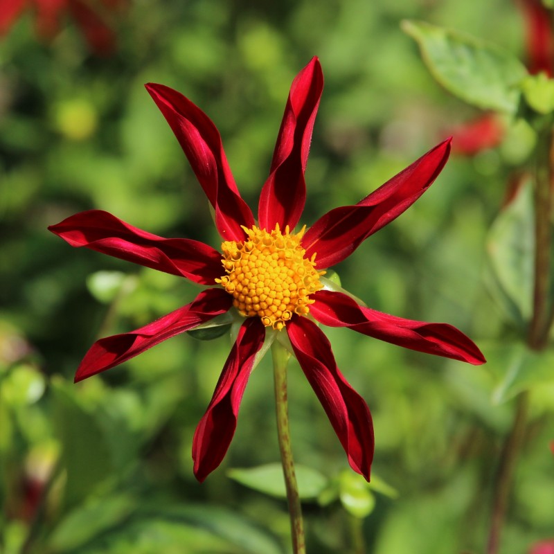 Dahlia 'Honka Rood'