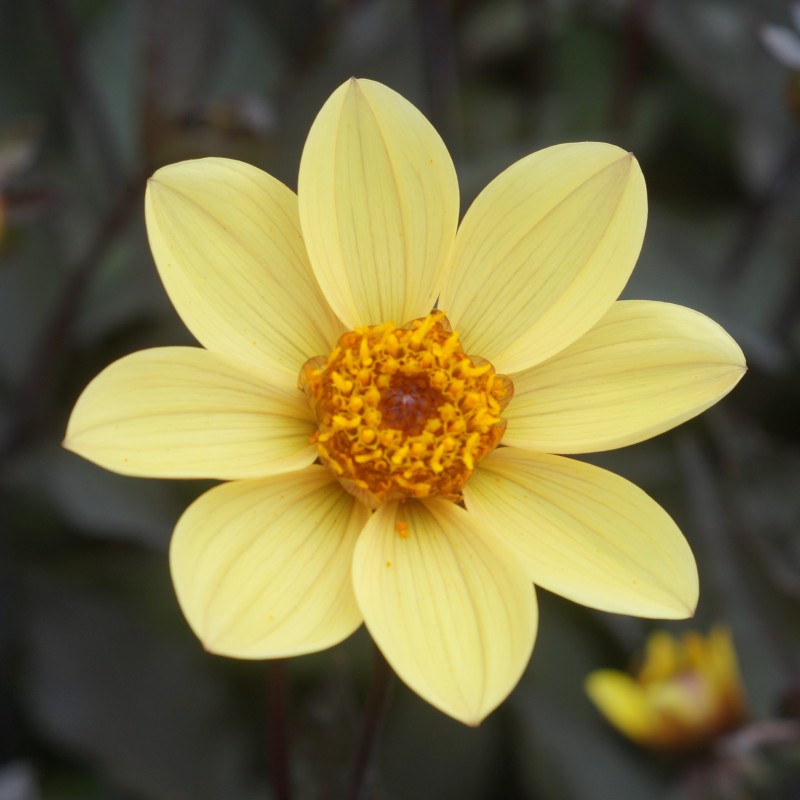 Dahlia 'Happy Single Party' ®