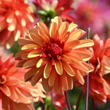 Dahlia 'Japlou' BIO