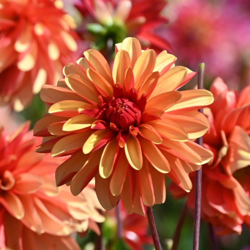Dahlia 'Japlou' BIO