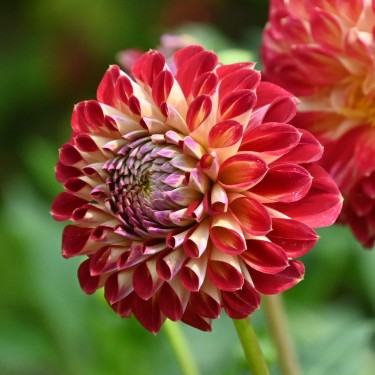 Dahlia 'Jowey Joshua'