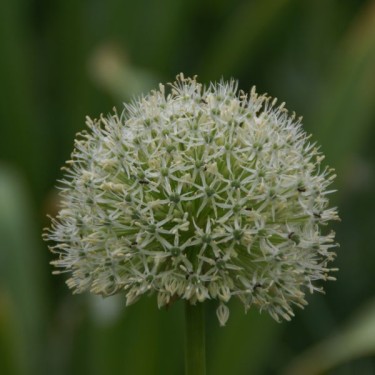 Allium 'Mount Everest'