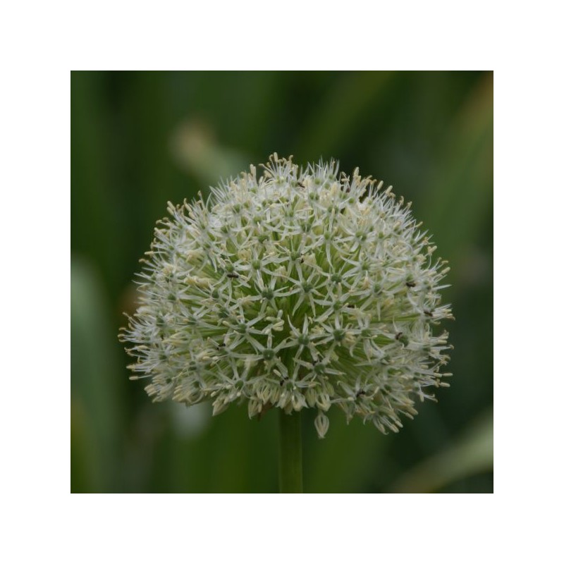 Allium 'Mount Everest'