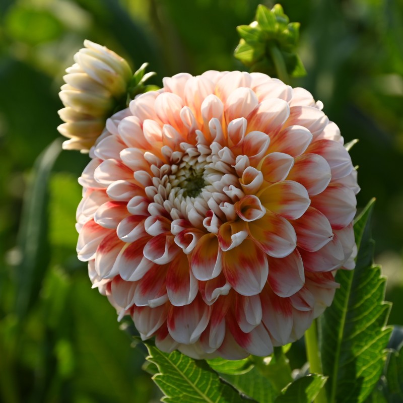 Dahlia 'Jowey Fantasy'