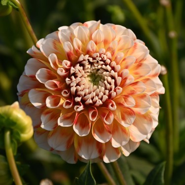 Dahlia 'Jowey Fantasy'