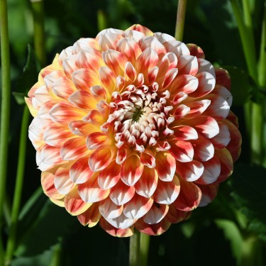 Dahlia 'Jowey Fantasy'