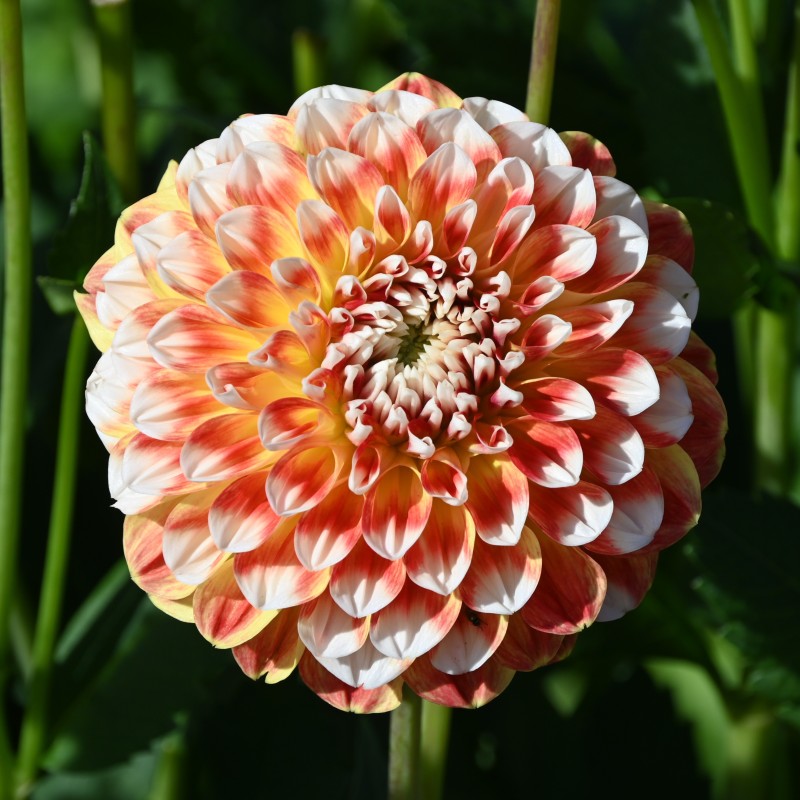 Dahlia 'Jowey Fantasy'