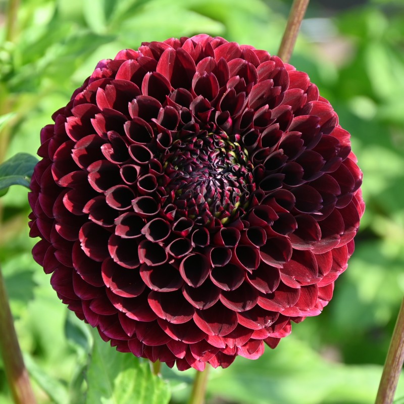 Dahlia 'Jowey Mirella'
