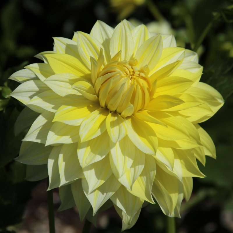 Dahlia 'La Luna US'