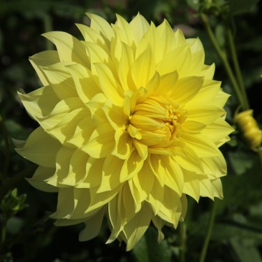 Dahlia 'La Luna US'