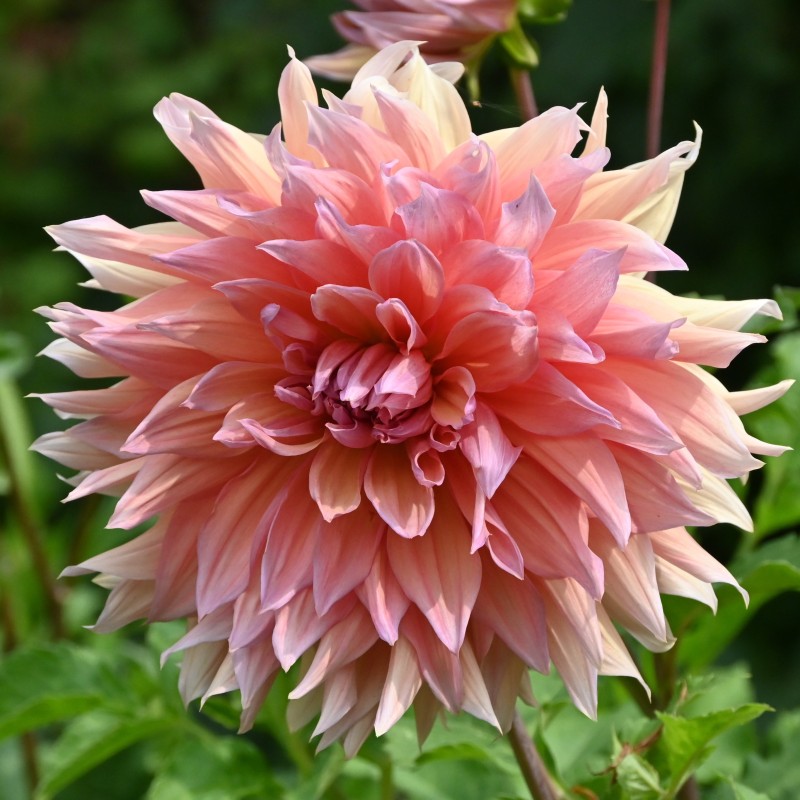 Dahlia 'Mango Madness'